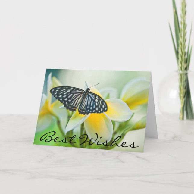 USA, Pennsylvania. Swallowtail butterfly Card (Front)