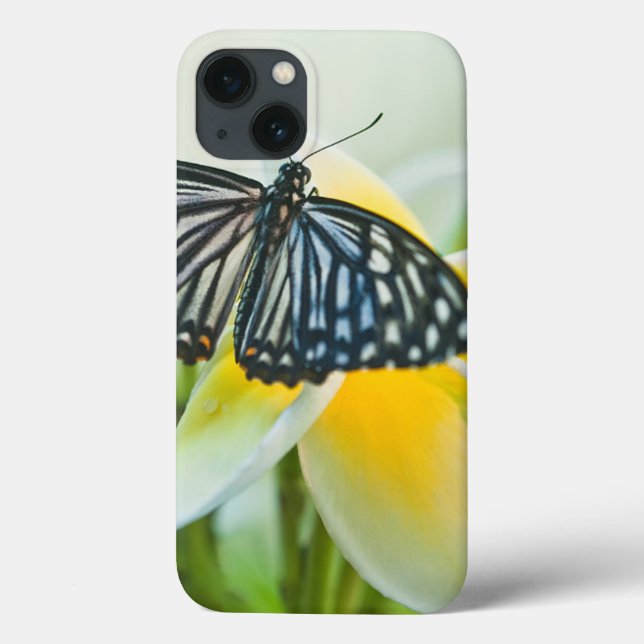USA, Pennsylvania. Swallowtail butterfly Case-Mate iPhone Case (Back)