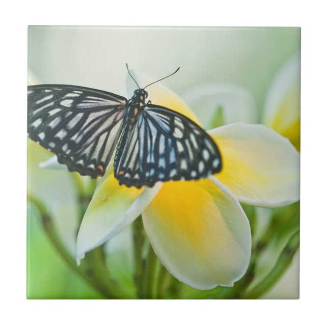USA, Pennsylvania. Swallowtail butterfly Ceramic Tile (Front)