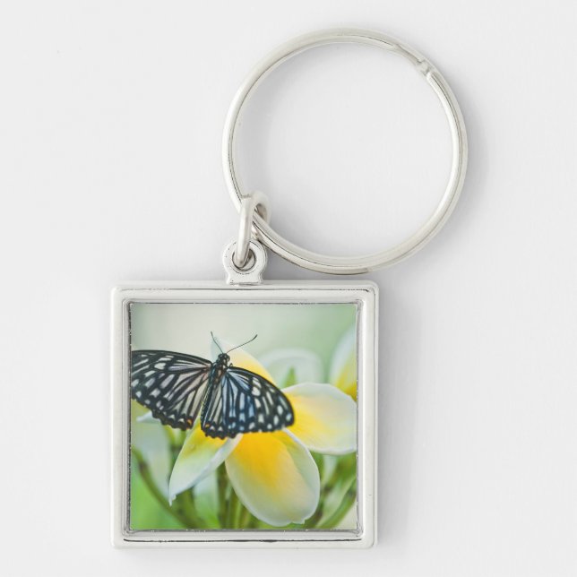 USA, Pennsylvania. Swallowtail butterfly Keychain (Front)