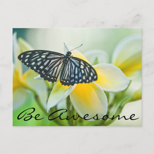USA, Pennsylvania. Swallowtail butterfly Postcard (Front)