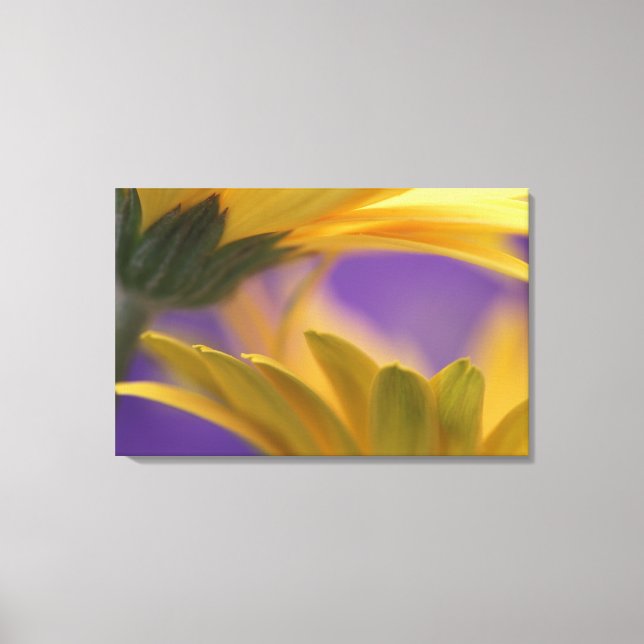 USA, Pennsylvania. Yellow Gerbera Daisies, close Canvas Print (Front)
