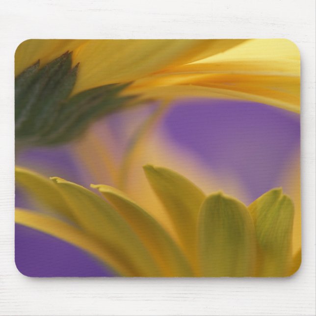 USA, Pennsylvania. Yellow Gerbera Daisies, close Mouse Pad (Front)