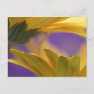 USA, Pennsylvania. Yellow Gerbera Daisies, close Postcard