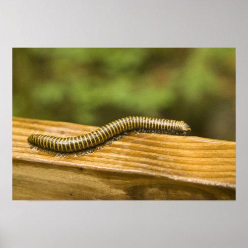 USA Puerto Rico Ponce Millipede Poster