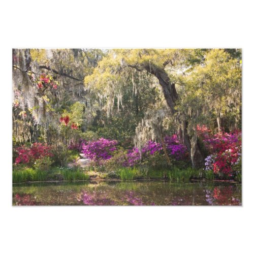 USA South Carolina Charleston Cypress Trees 2 Photo Print