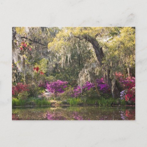 USA South Carolina Charleston Cypress Trees 2 Postcard
