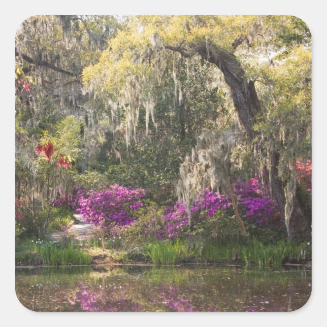 USA, South Carolina, Charleston. Cypress Trees 2 Square Sticker (Front)
