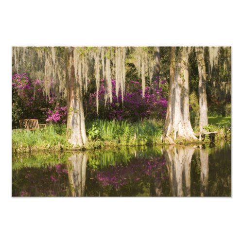 USA South Carolina Charleston Cypress Trees Photo Print