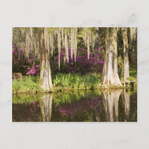 USA South Carolina Charleston Cypress Trees Postcard