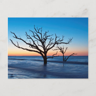 USA, South Carolina, Edisto Island, Botany Bay Postcard