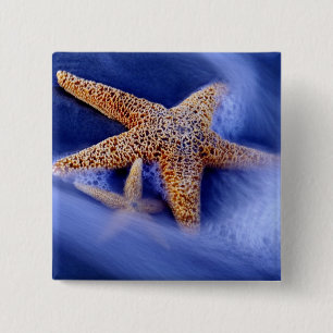 USA, South Carolina, Hilton Head Island. Two Button