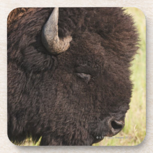 USA, South Dakota, American bison (Bison bison) 2 Drink Coaster