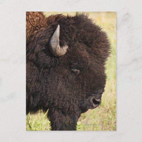 USA South Dakota American bison Bison bison 2 Postcard