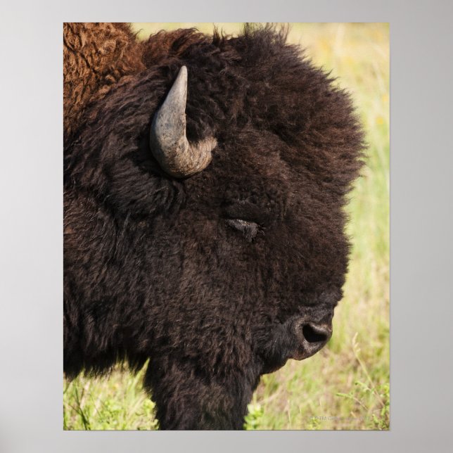 USA, South Dakota, American bison (Bison bison) 2 Poster (Front)