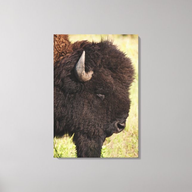 USA, South Dakota, American bison (Bison bison) Canvas Print (Front)