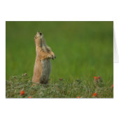 USA, South Dakota, Custer State Park (Front Horizontal)
