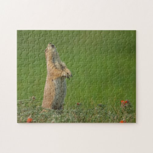 USA South Dakota Custer State Park Jigsaw Puzzle