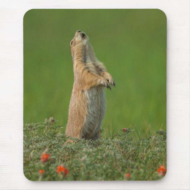 USA, South Dakota, Custer State Park Mouse Pad (Front)