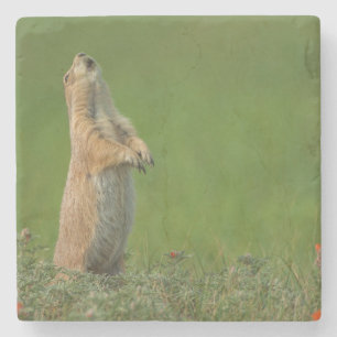 USA, South Dakota, Custer State Park Stone Coaster