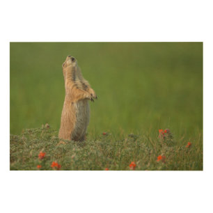 USA, South Dakota, Custer State Park Wood Wall Art