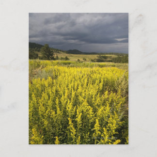 USA, South Dakota, Flowers and storm Postcard
