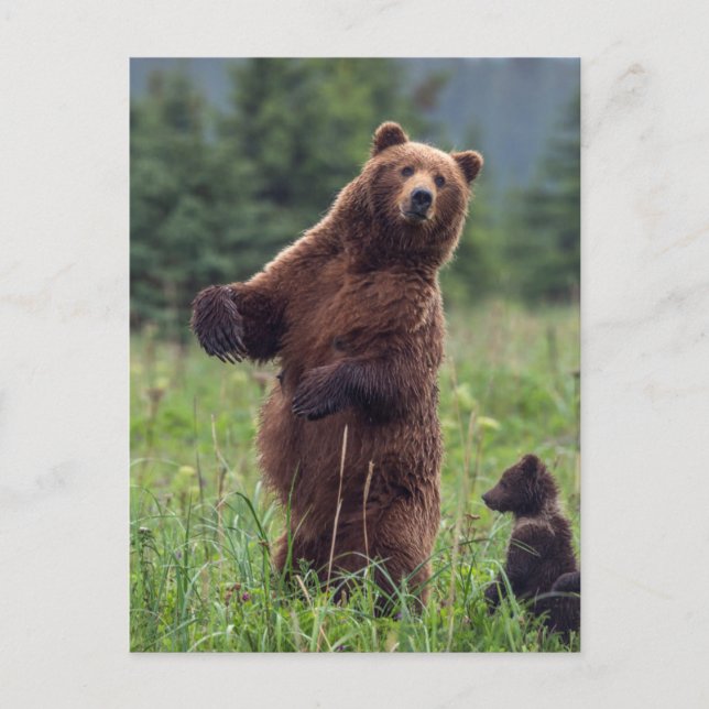 USA, Southeast Alaska, Brown Bear and cub Postcard (Front)