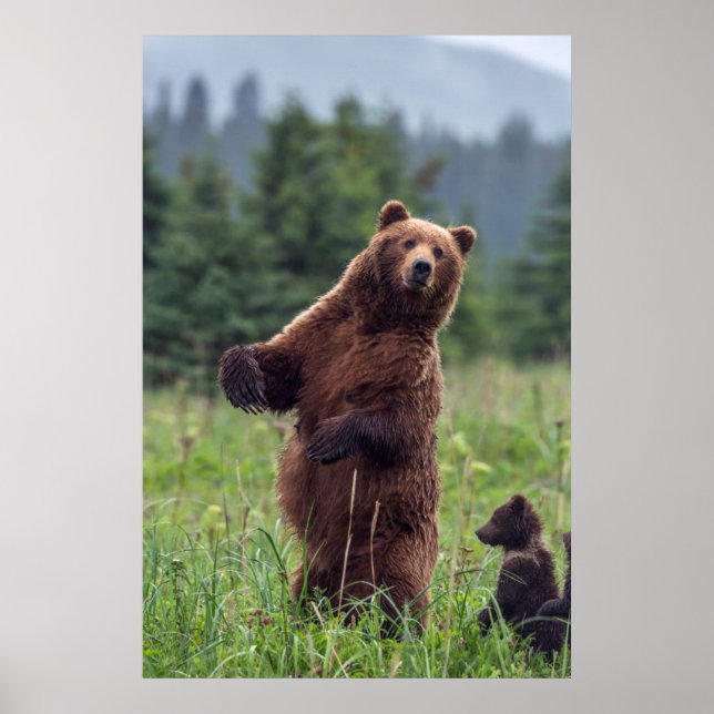 USA, Southeast Alaska, Brown Bear and cub Poster (Front)