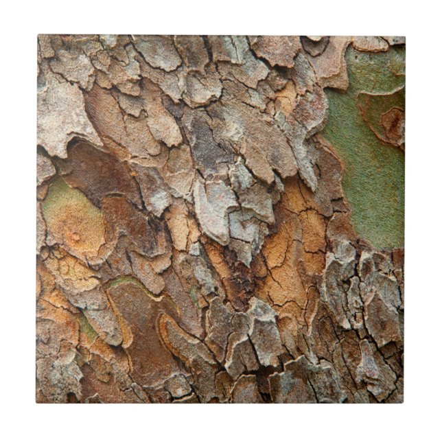 USA, Tennessee, Close Up Of Bark On A Tree Tile (Front)