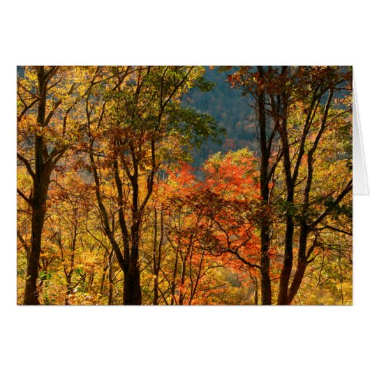 USA, Tennessee. Fall Foliage Cards (Front Horizontal)