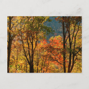 USA, Tennessee. Fall Foliage Postcard