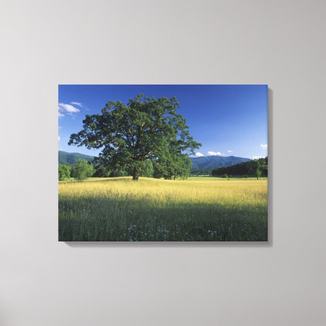 USA, Tennessee. Great Smokey Mountains 2 Canvas Print (Front)