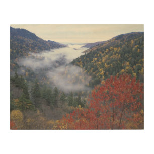USA, Tennessee, Great Smokey Mountains National Wood Wall Art