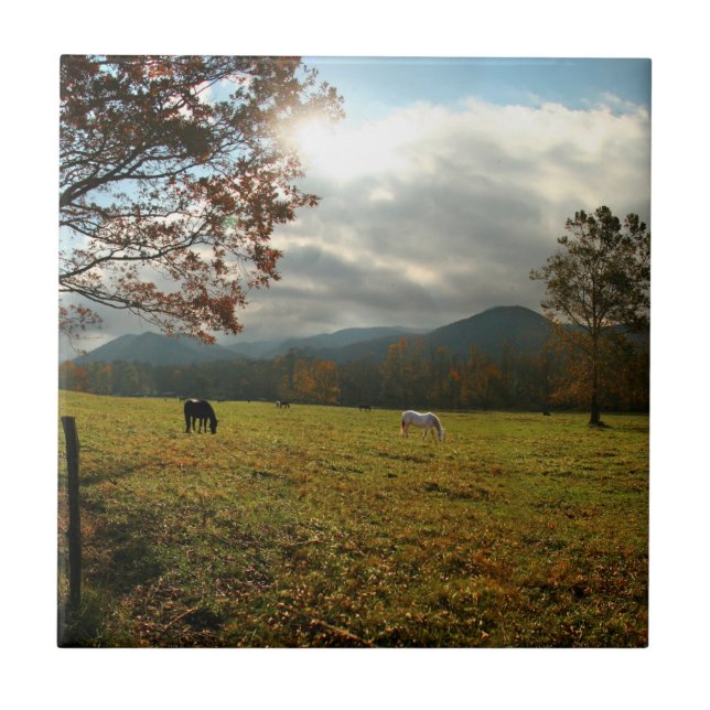 USA, Tennessee. Horses In Cades Cove Valley Ceramic Tile (Front)