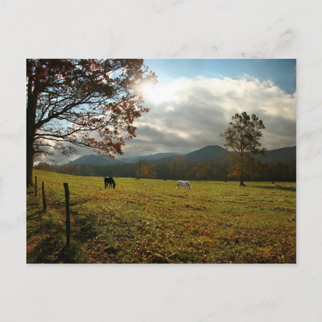 USA, Tennessee. Horses In Cades Cove Valley Postcard (Front)