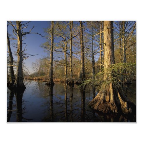 USA Tennessee Reelfoot National Wildlife Photo Print