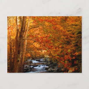 USA, Tennessee. Rushing Mountain Creek 2 Postcard