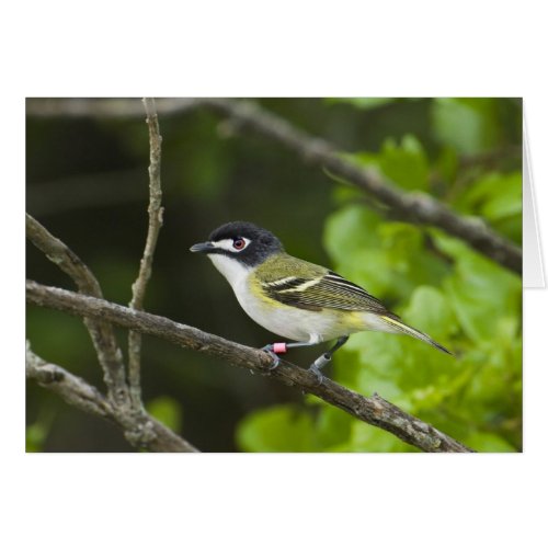 USA Texas Balcones Canyonlands NWR Young