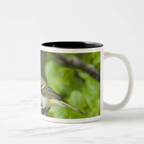 USA Texas Balcones Canyonlands NWR Young Two_Tone Coffee Mug