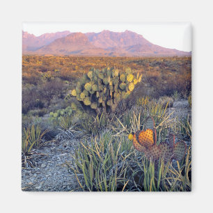 USA, Texas, Big Bend NP. A sandy pink dusk Magnet