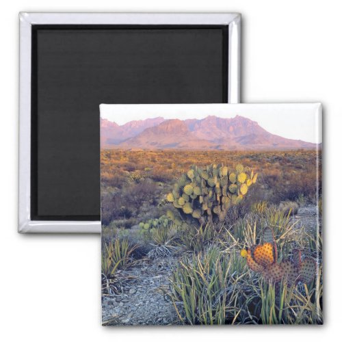 USA Texas Big Bend NP A sandy pink dusk Magnet