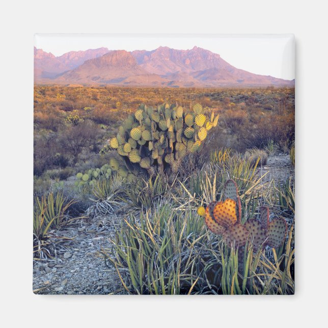 USA, Texas, Big Bend NP. A sandy pink dusk Magnet (Front)