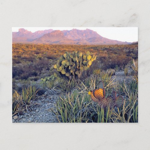 USA Texas Big Bend NP A sandy pink dusk Postcard