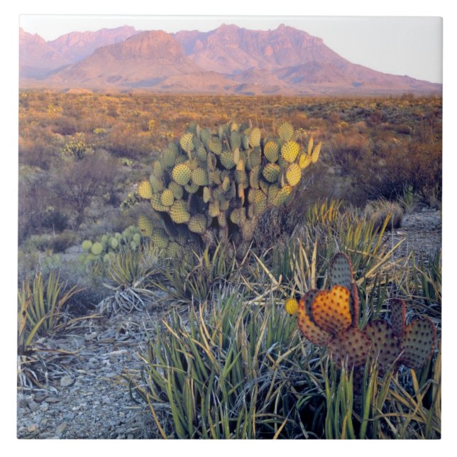 USA, Texas, Big Bend NP. A sandy pink dusk Tile (Front)