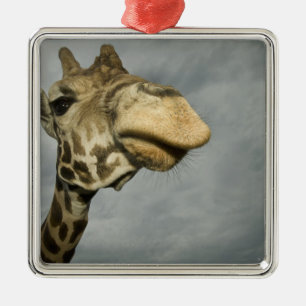 USA, Texas, Fossil Rim Wildlife Area, giraffe Metal Ornament
