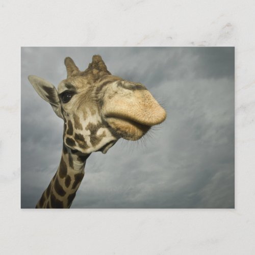 USA Texas Fossil Rim Wildlife Area giraffe Postcard