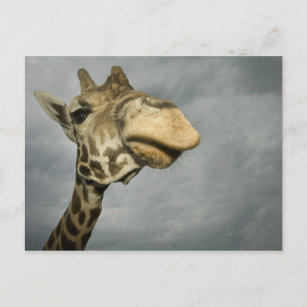 USA, Texas, Fossil Rim Wildlife Area, giraffe Postcard