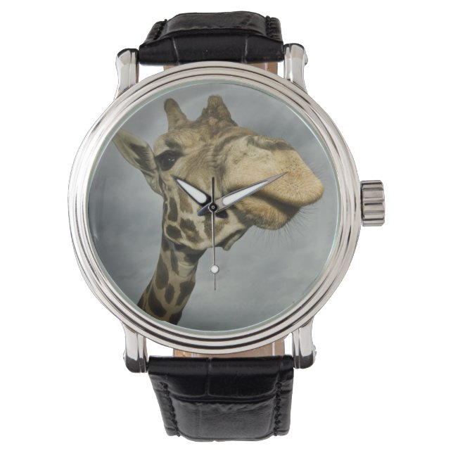 USA, Texas, Fossil Rim Wildlife Area, giraffe Watch (Front)