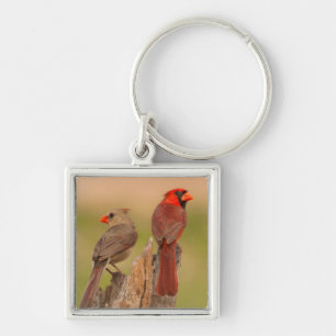 USA, Texas, Hidalgo County. Cardinal Pair Keychain
