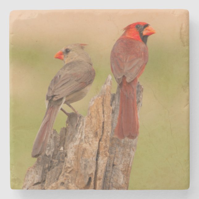 USA, Texas, Hidalgo County. Cardinal Pair Stone Coaster (Front)